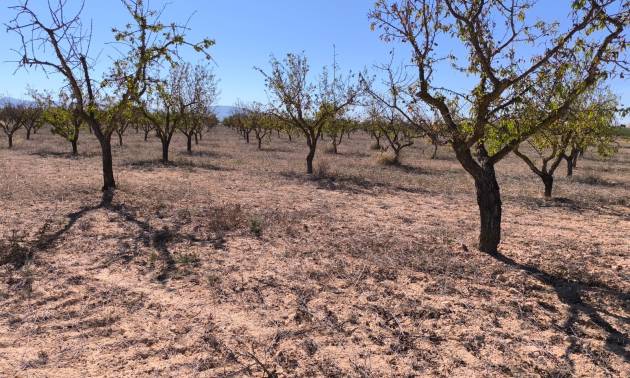 Sale - Land - Pinoso
