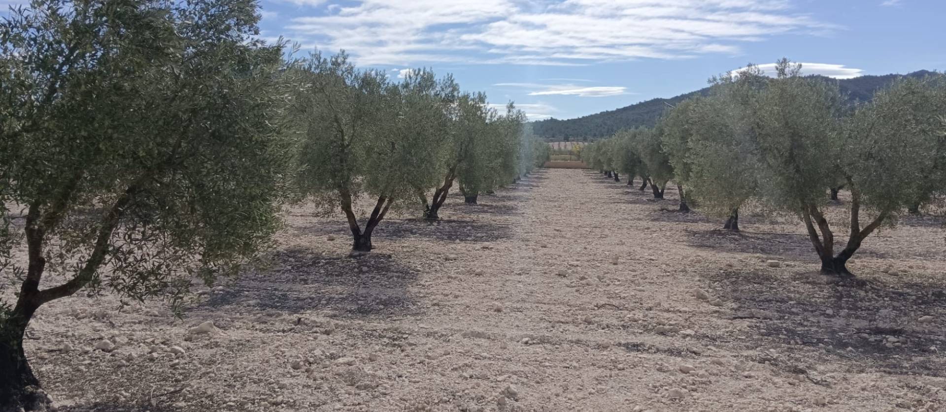 Revente - Land - Salinas