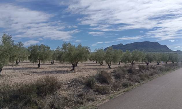 Revente - Land - Salinas