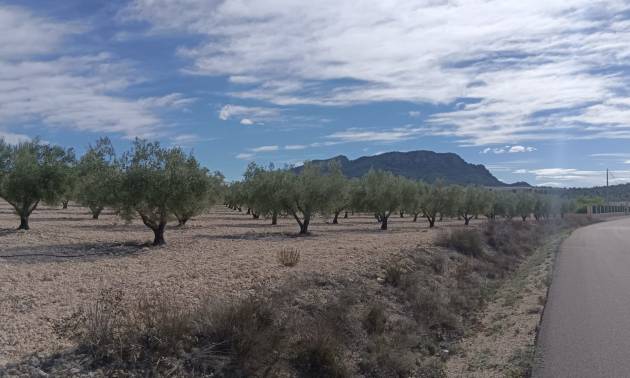 Revente - Land - Salinas