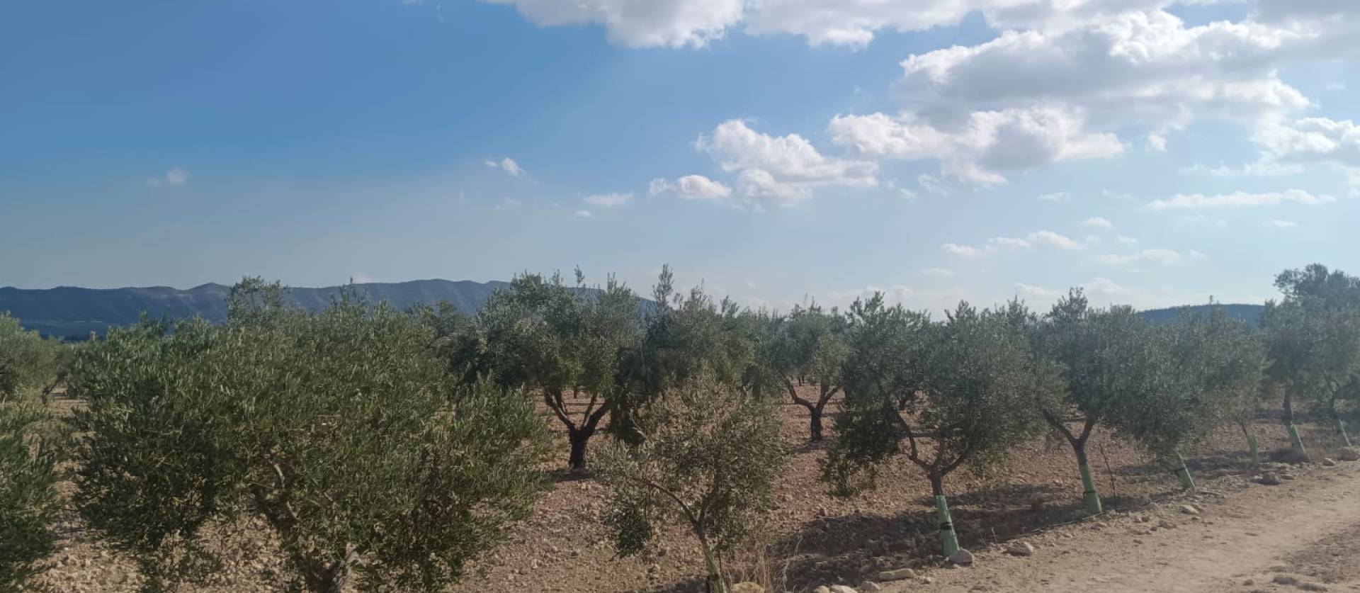 Sale - Land - Salinas