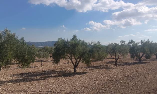 Sale - Land - Salinas