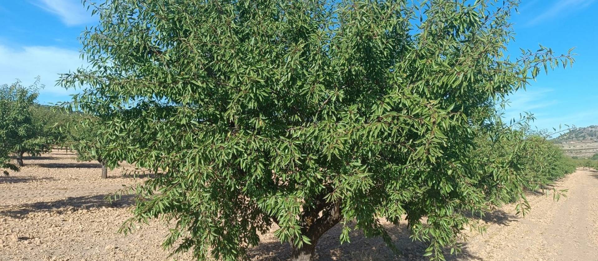 Revente - Land - Yecla