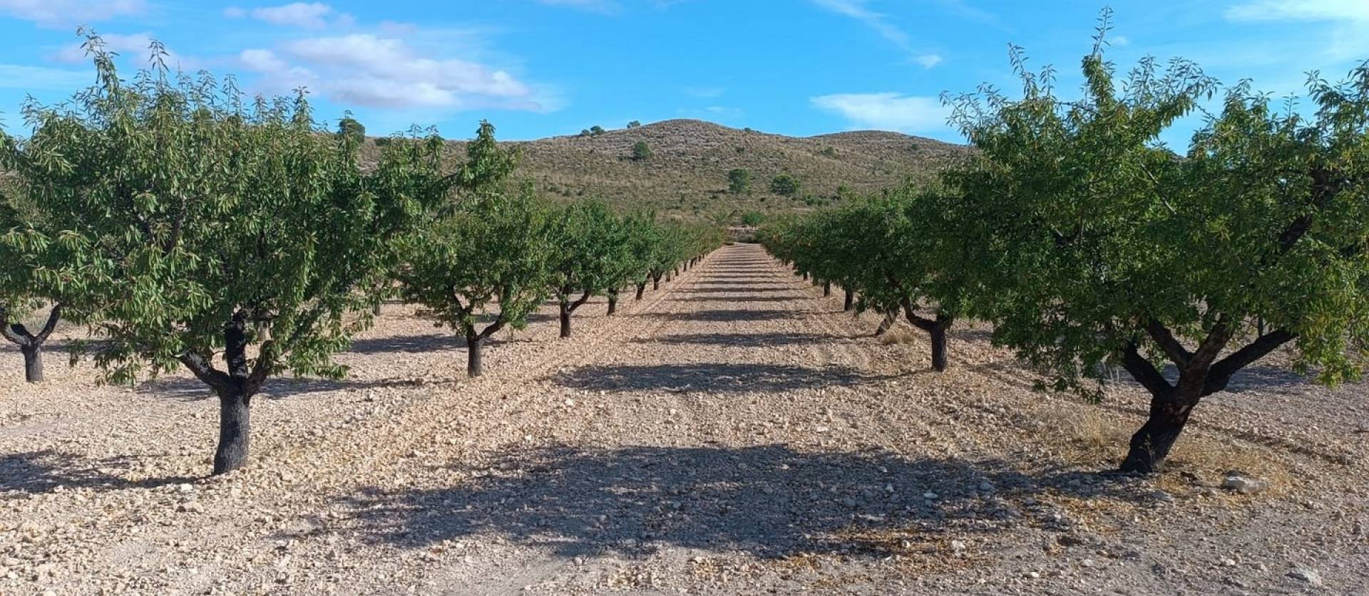 Revente - Land - Yecla