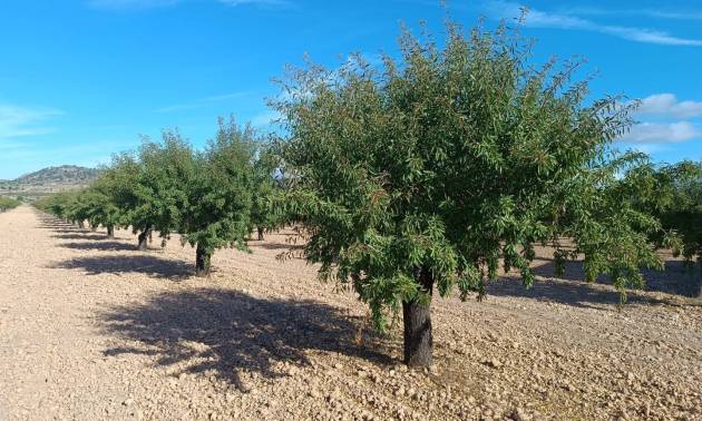 Revente - Land - Yecla