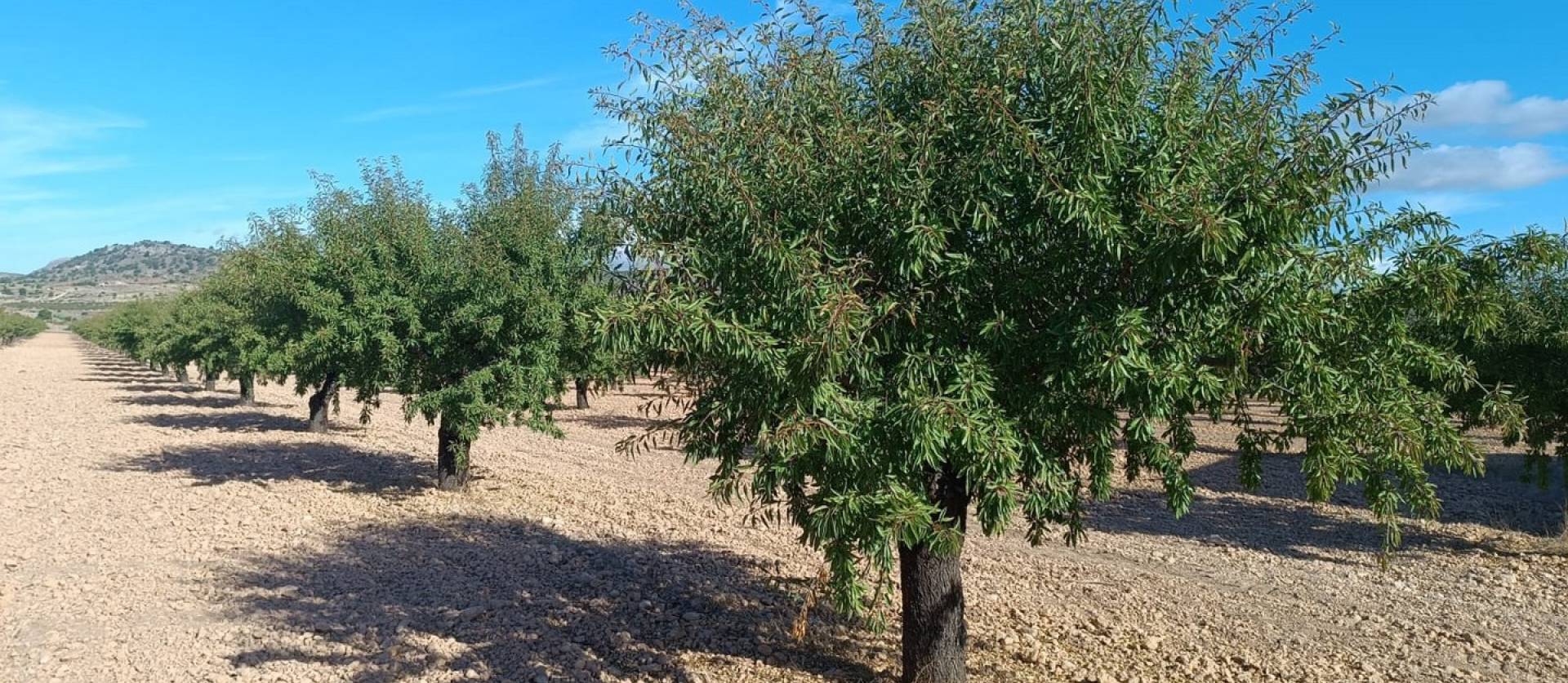 Revente - Land - Yecla