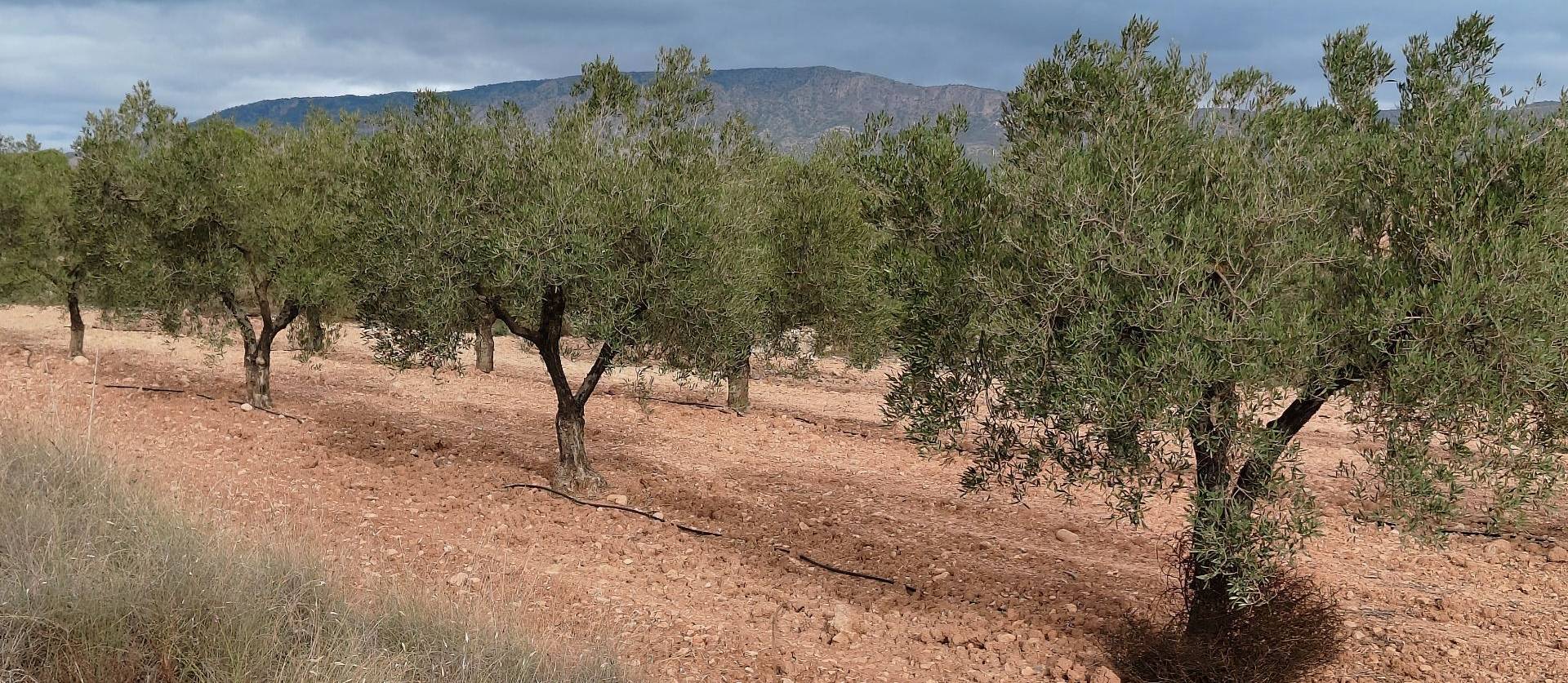 Revente - Land - Monovar