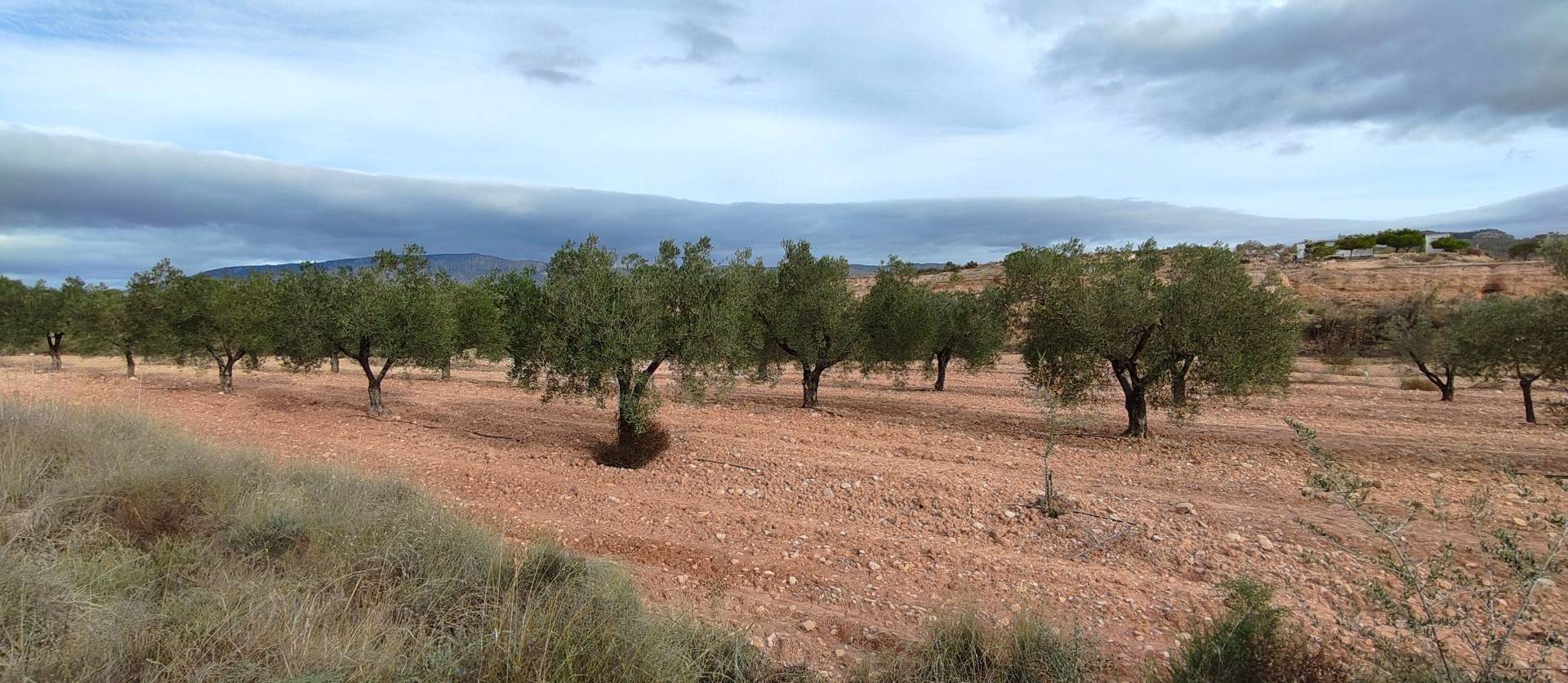 Revente - Land - Monovar