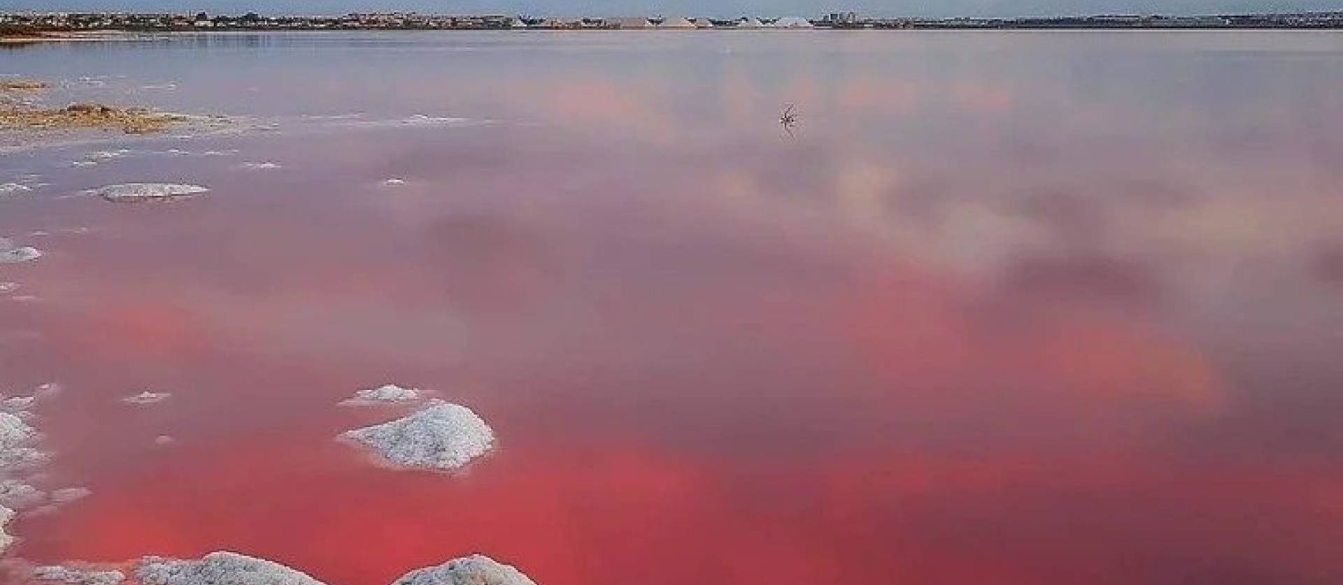 Nieuwbouw projecten -  - Torrevieja - Lago Jardín II