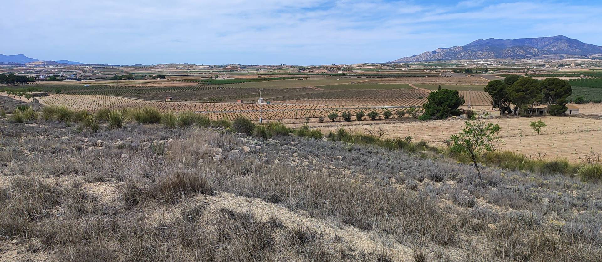 Sale - Land - Pinoso