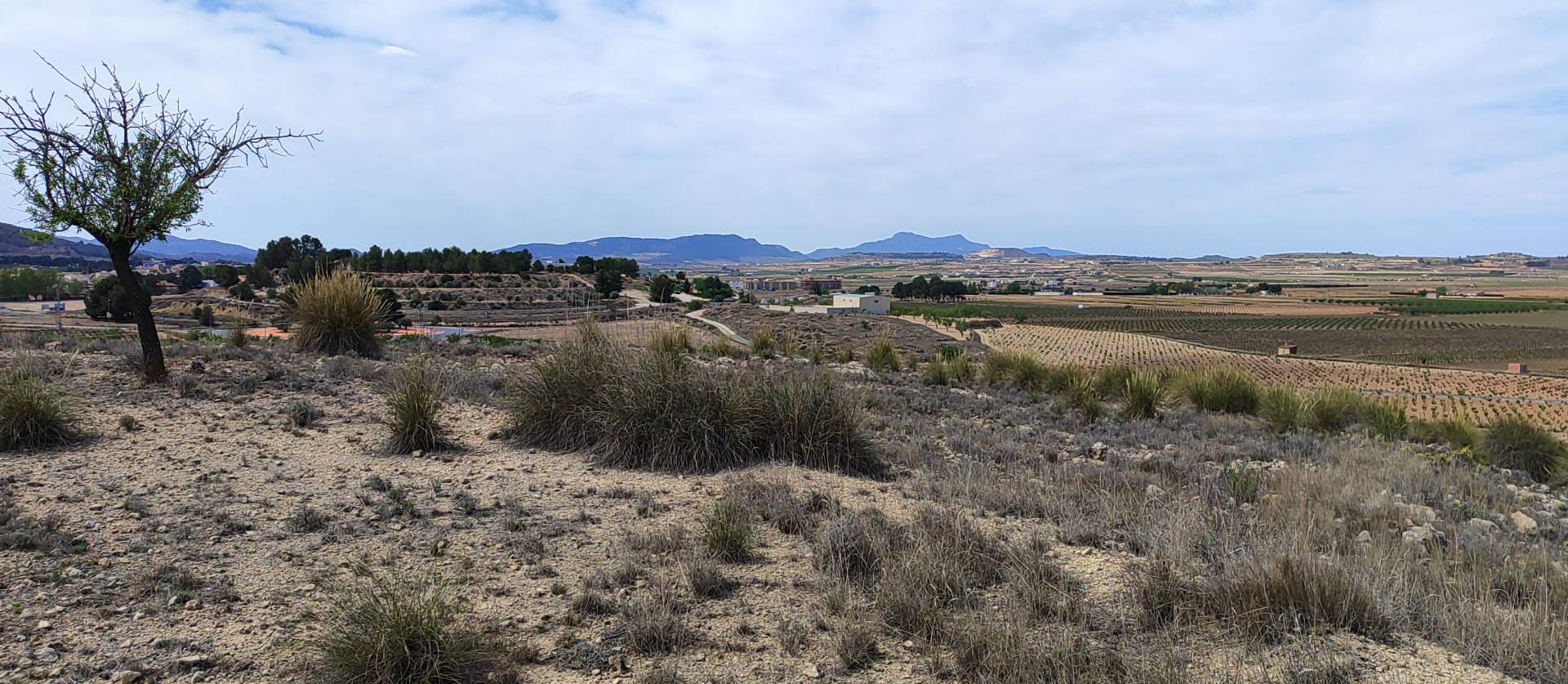 Sale - Land - Pinoso