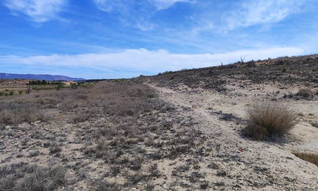 Sale - Land - Pinoso