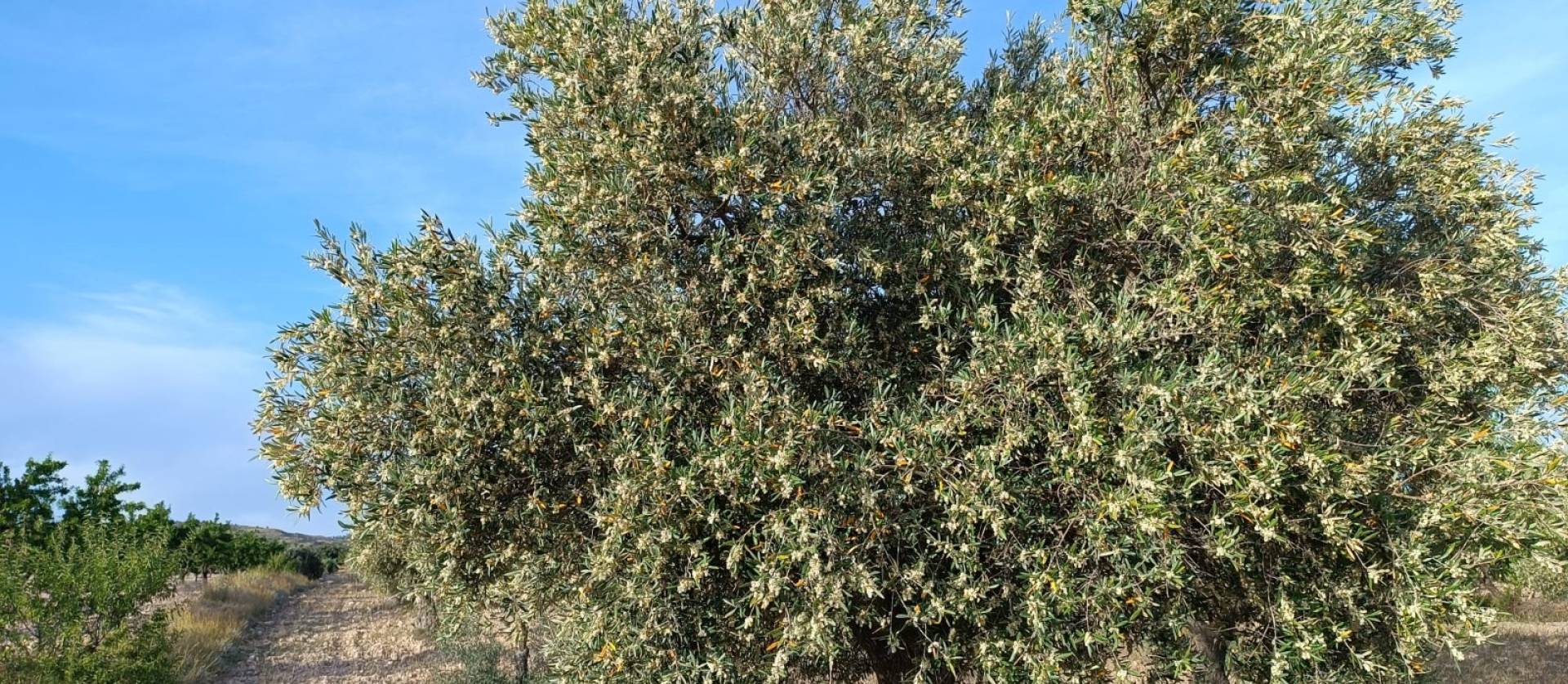 Sale - Country House - Yecla