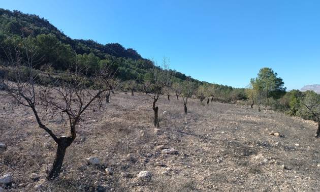 Revente - Country House - Yecla