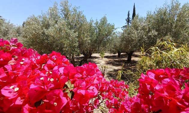 Bestaande woningen - Landelijk huis - Albatera