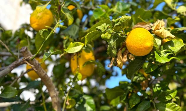 Venta - Villa - Orihuela Costa - Villamartín