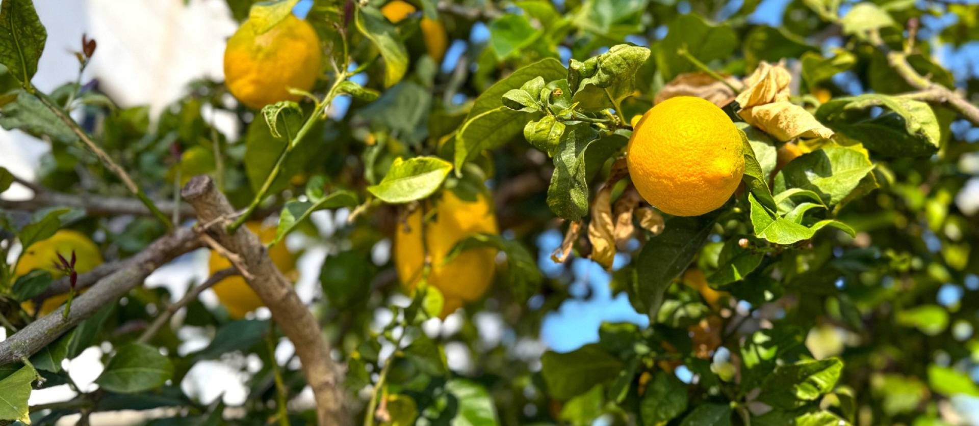 Venta - Villa - Orihuela Costa - Villamartín