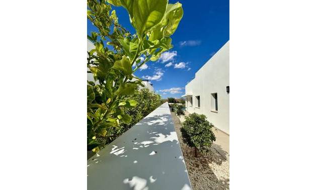 Nouvelle construction - Villa - Benijofar - Pueblo