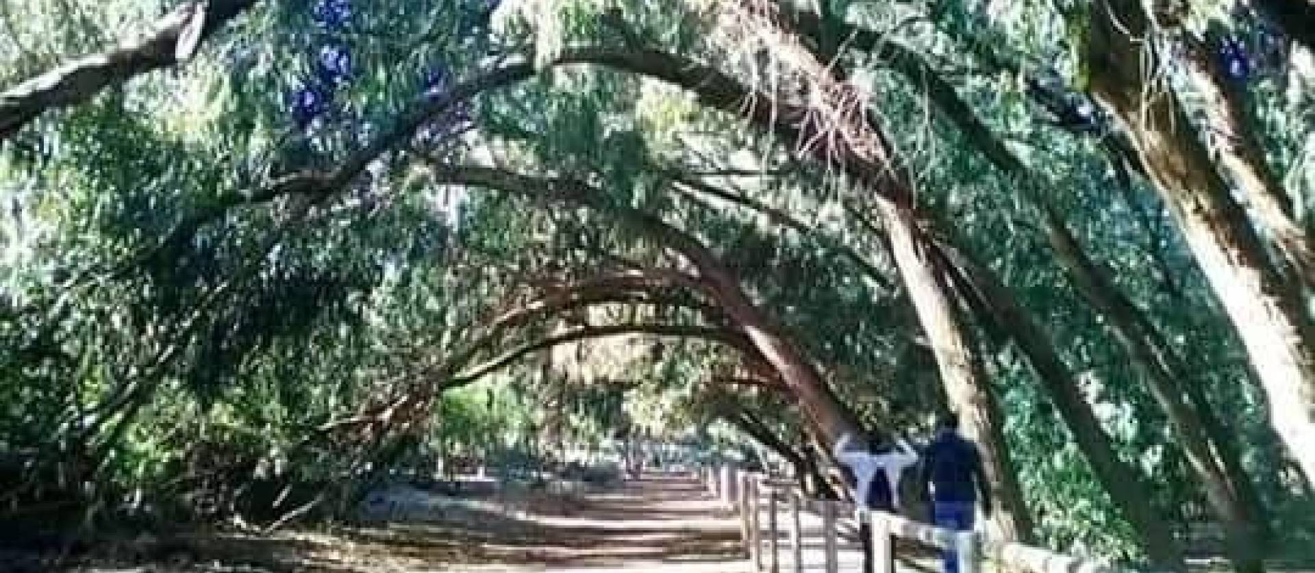 Nueva construcción  - Bungalow - Torrevieja - Altos del Sol