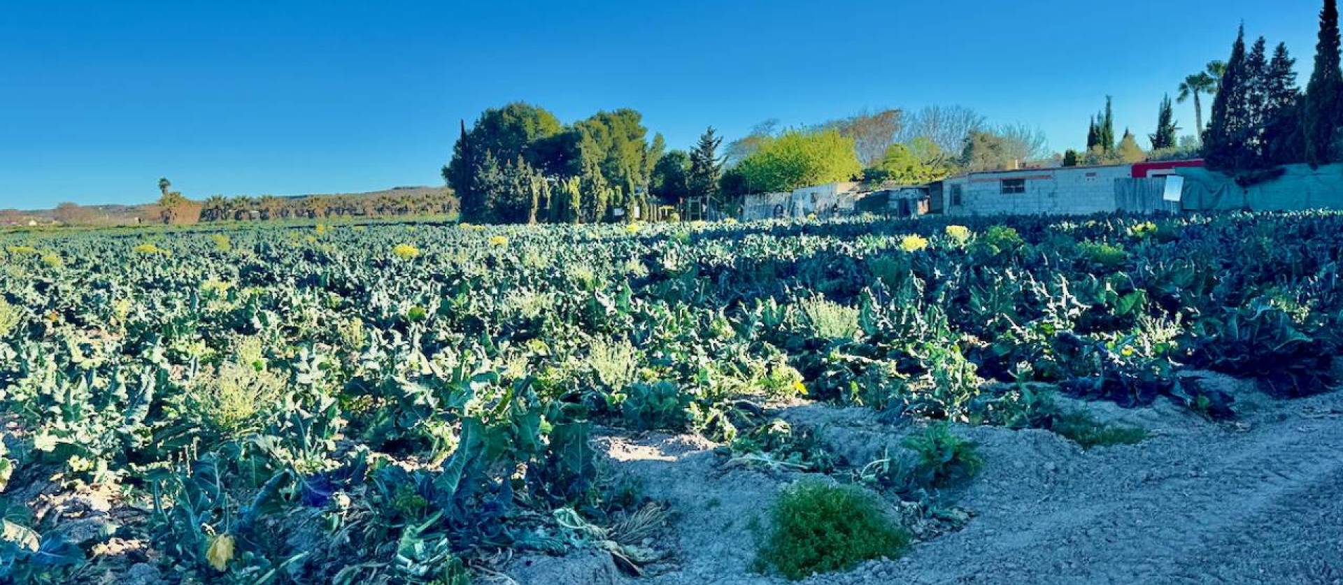 Sale - Country House - Guardamar del Segura