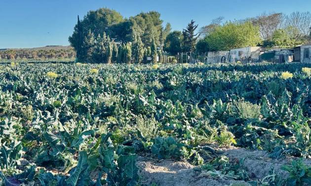 Sale - Country House - Guardamar del Segura