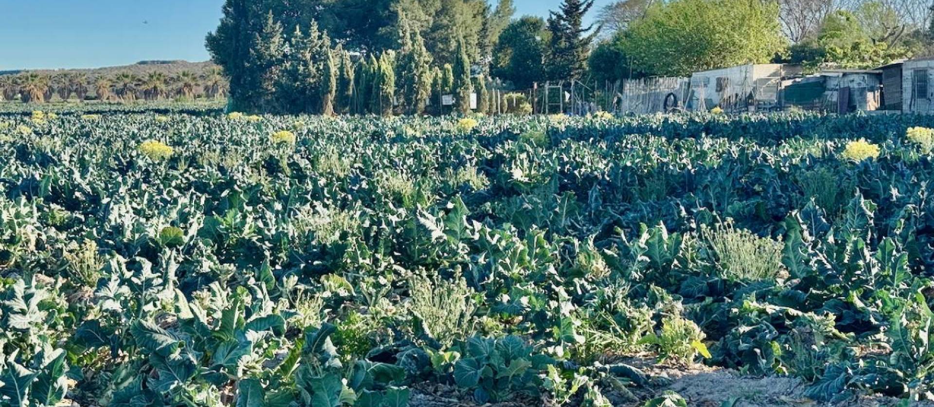 Sale - Country House - Guardamar del Segura